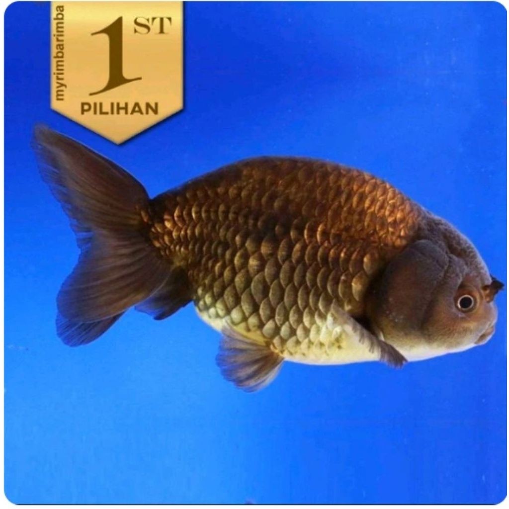 Baby Koki Black Ranchu  JUMBO Ikan Hias Aquascape Hiasan Aquarium Tanaman Air