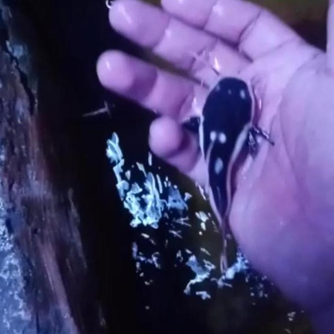 rtc catfish tankamte red tail