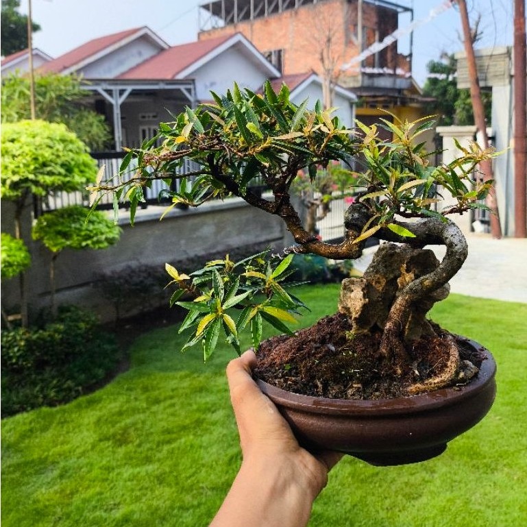 tanaman bonsai ficus California