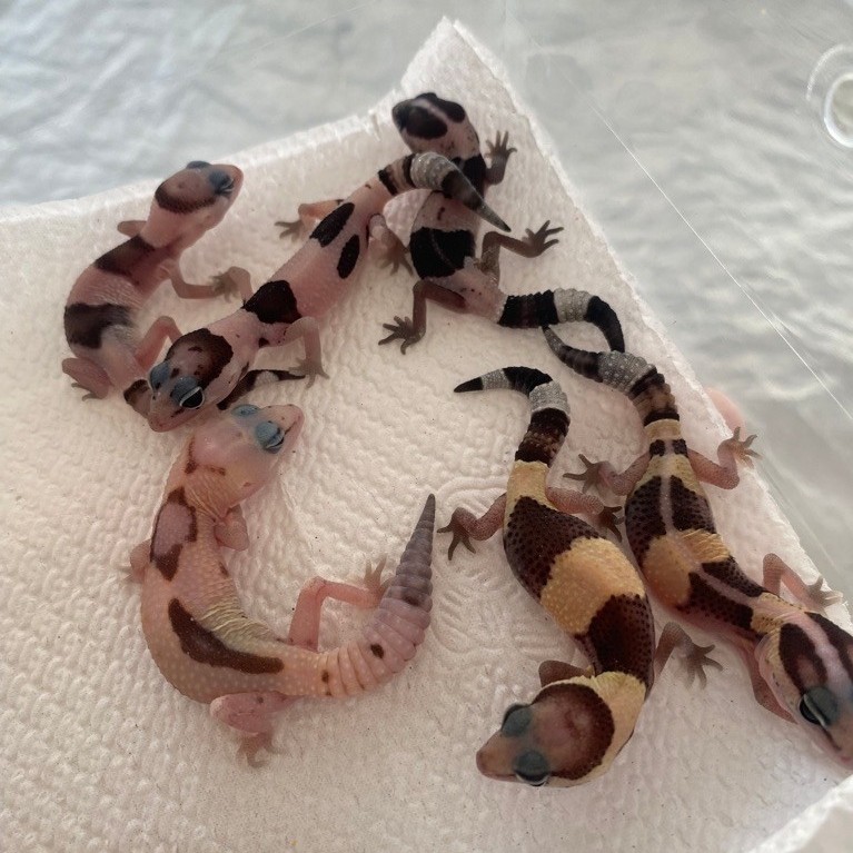 AFT Gecko
