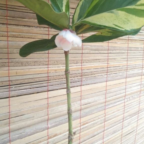 Pohon bibit manggis putih