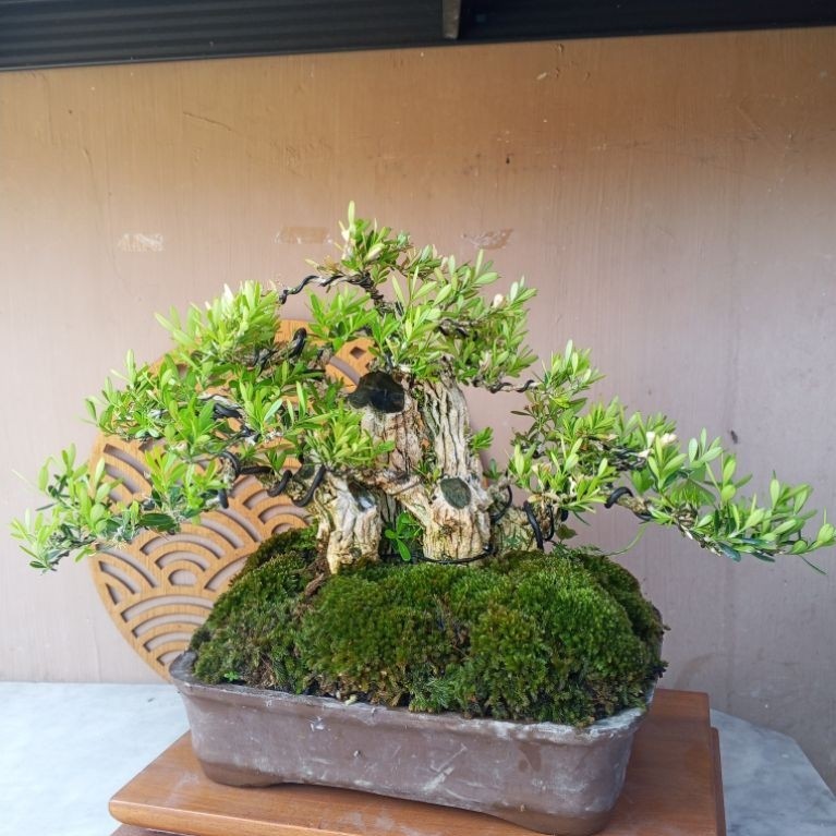 Bonsai mame (mini) Boxus