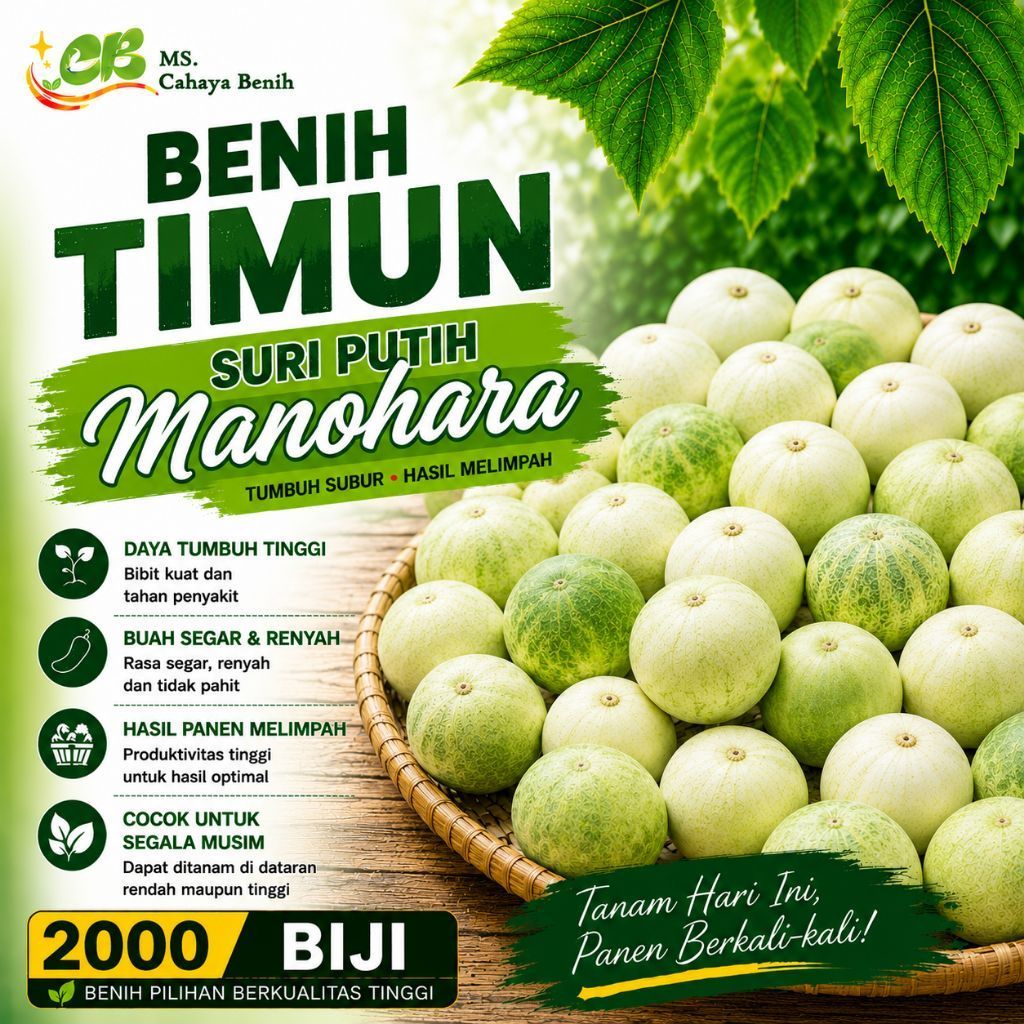 [ 2000 BIJI ] Benih timun suri putih | bibit biji suri putih Manohara | suri putih Sulawesi | bonten