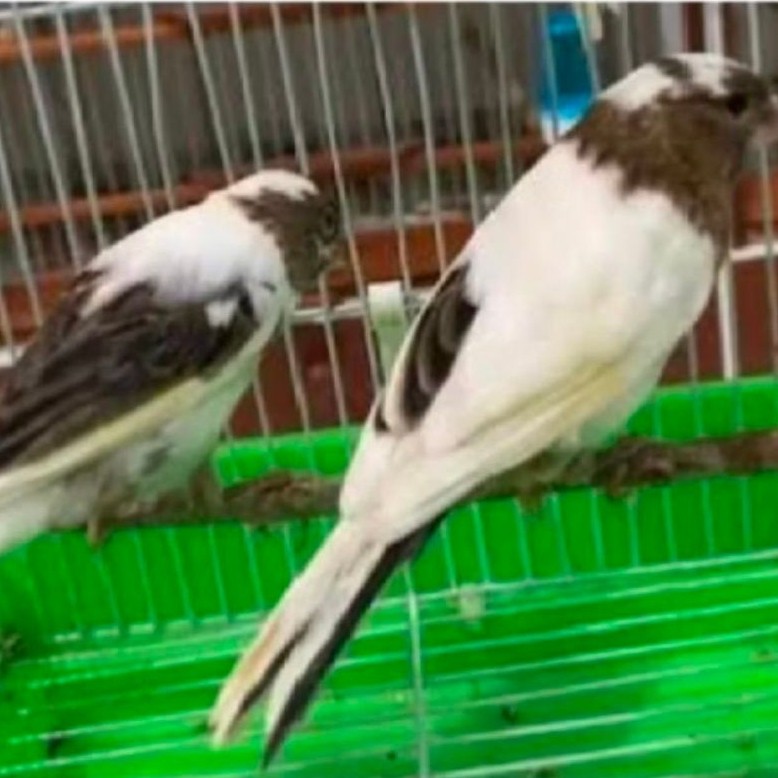KENARI LOPER PANDA pilihan jantan