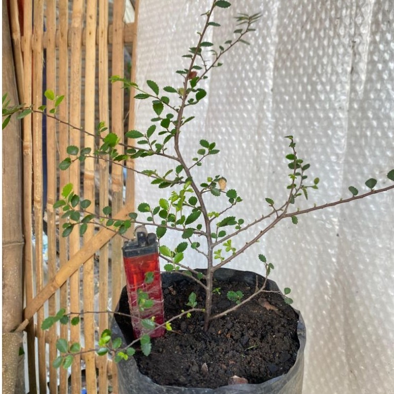 Bahan bonsai ulmus mikro