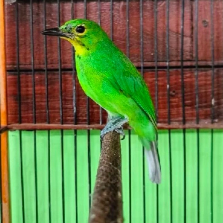 CUCAK IJO PH (PARUH HITAM) pilihan jantan