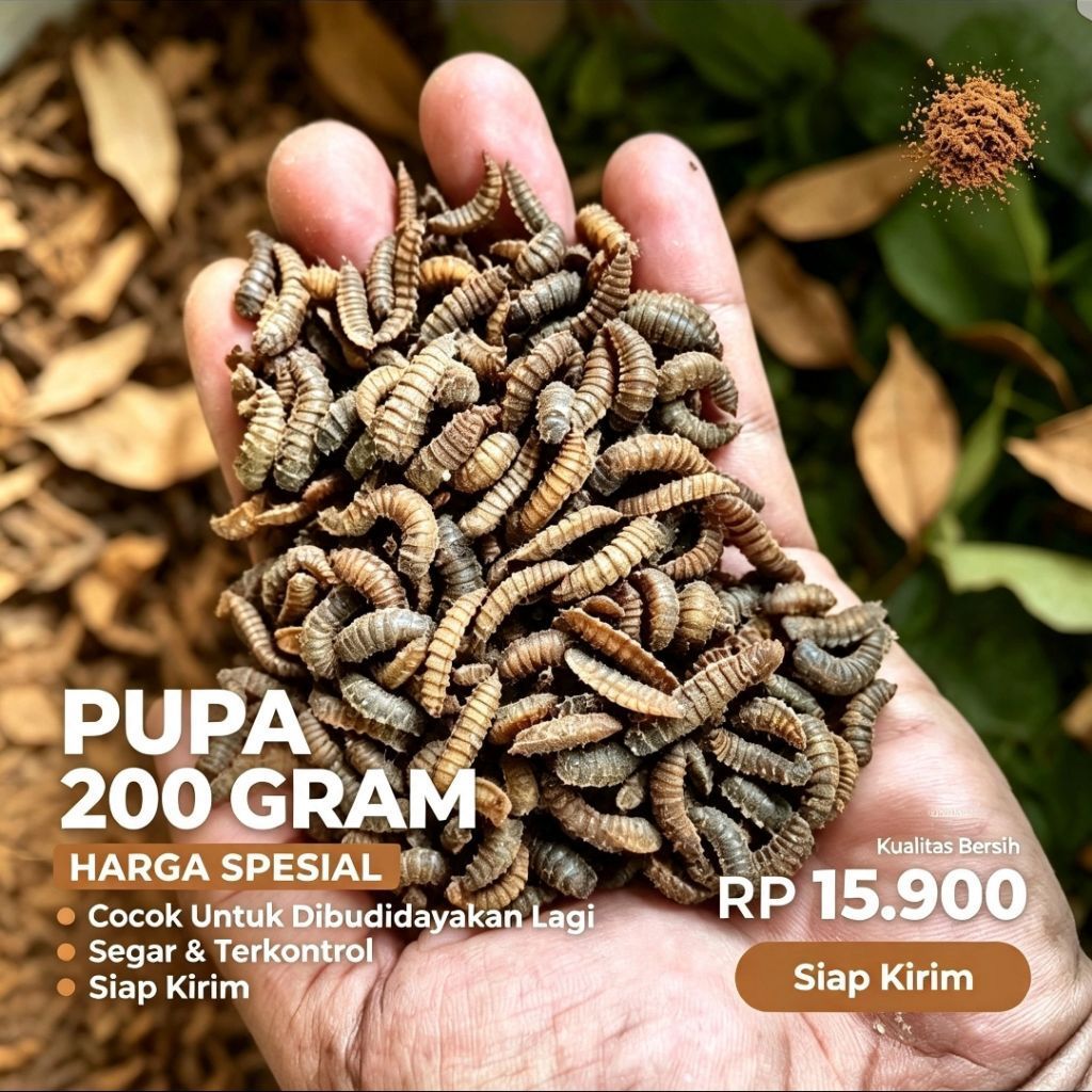 Pupa Maggot Bsf ( Paket per 200gr )