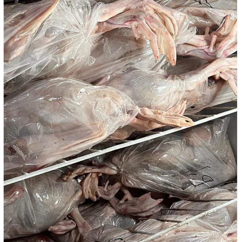 Daging Bebek Utuh Frozen Tanpa Jeroan