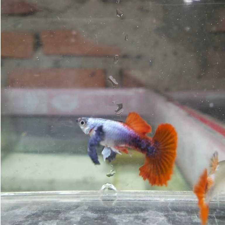 Guppy PRTDE Platinum Red Tail Dumbo Ear