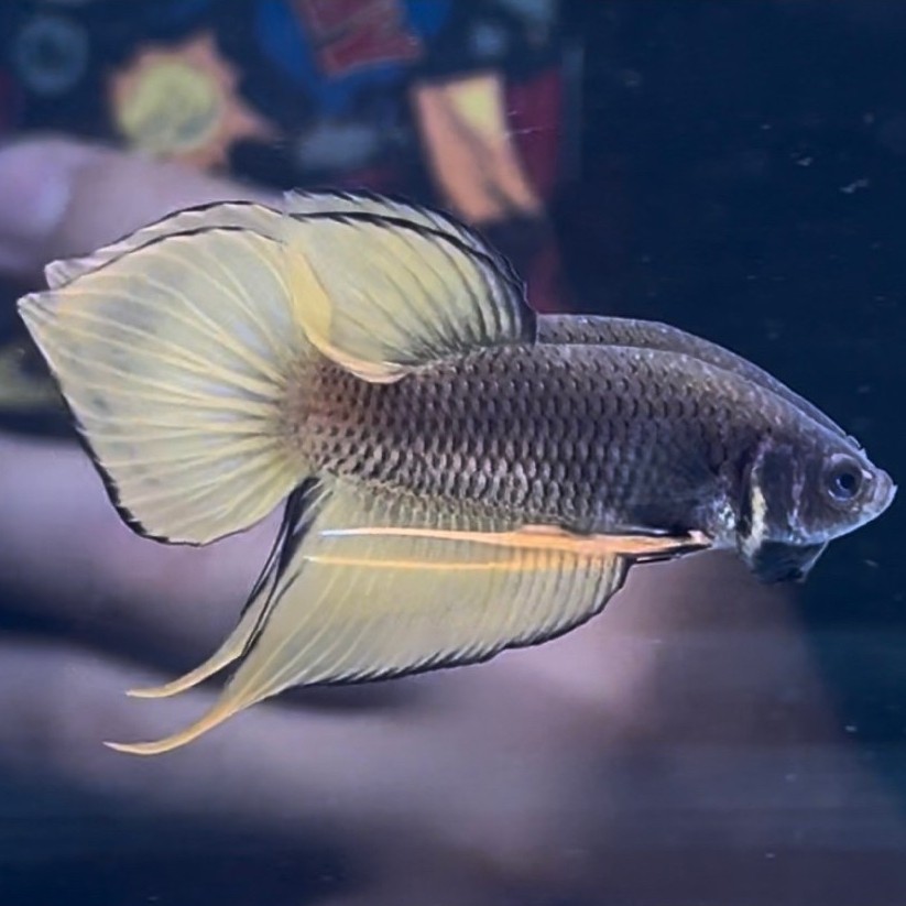 cupang wild betta splendens yellow pineapple