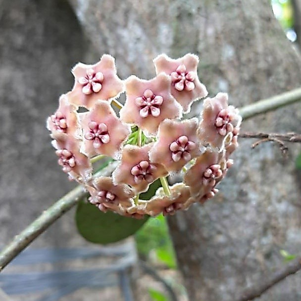 Bibit tanaman hias Hoya / tanaman gantung hoya / tanaman hias anggrek hoya.