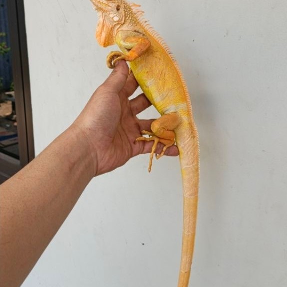 RED ALBINO   / IGUANA CAKEP/ IGUANA ALBINO