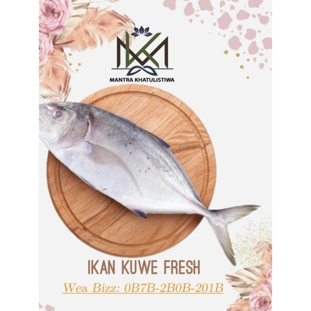 IKAN KUWE FRESH IKAN KUE SEGAR IKAN SEGAR IKAN KUWE LAUT SEGAR