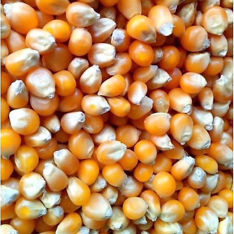 jagung pipil kering