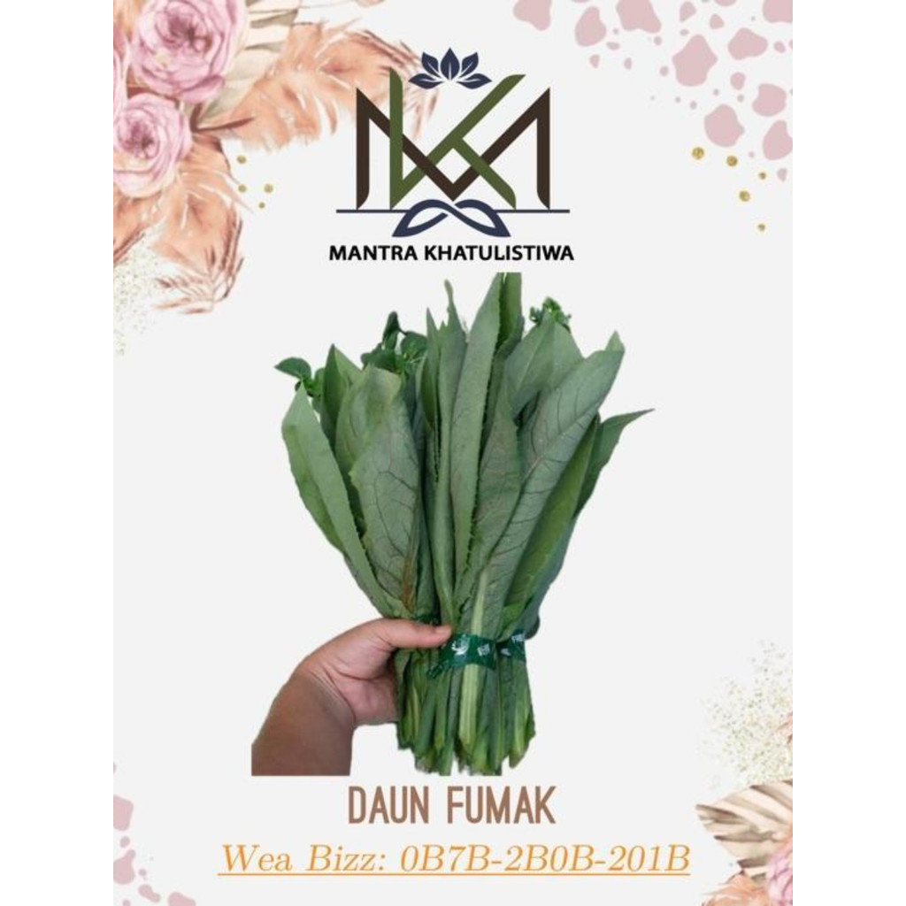 DAUN FUMAK SEGAR DAUN SELADA MANIS FUMAK FRESH