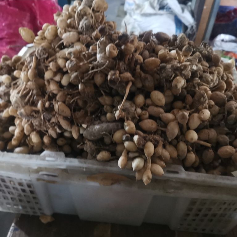 Kunyit Putih/Induk Kunyit Putih