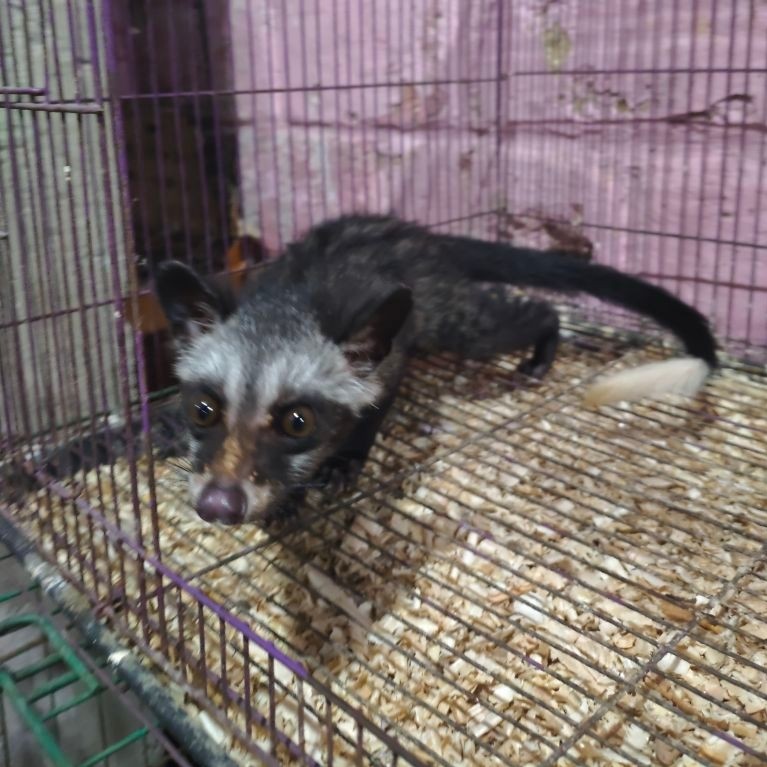 PELIHARAAN MUSANG PANDAN JINAK