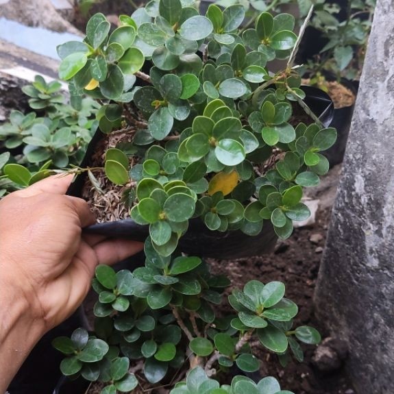 jual bibit tanaman beringin dolar mikro bahan bonsai