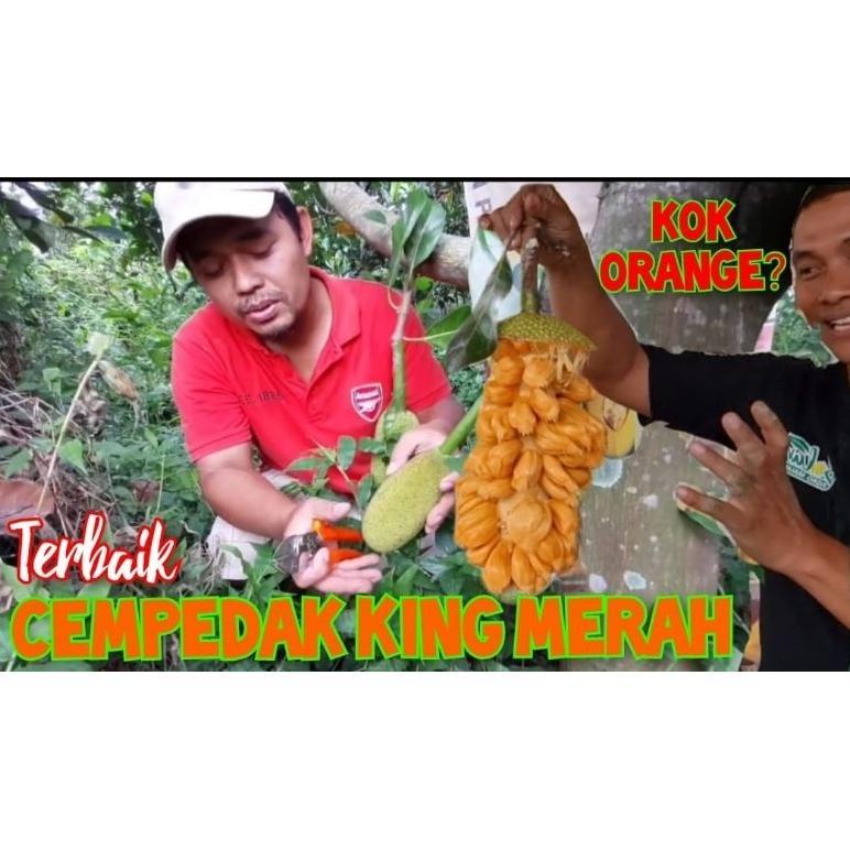 Bibit Cempedak King Merah Full Media