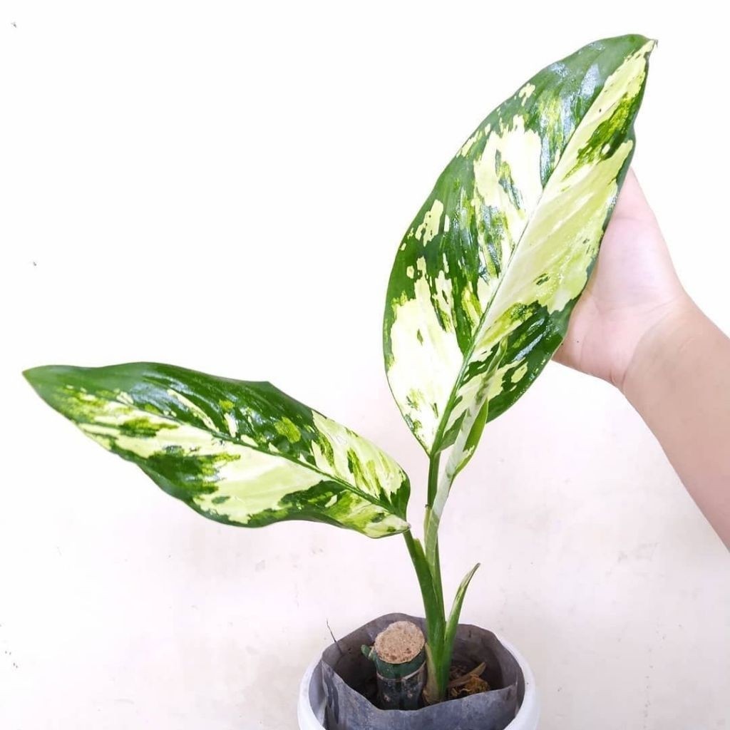 Aglonema Blanceng Varigata Tanaman Hias Murah