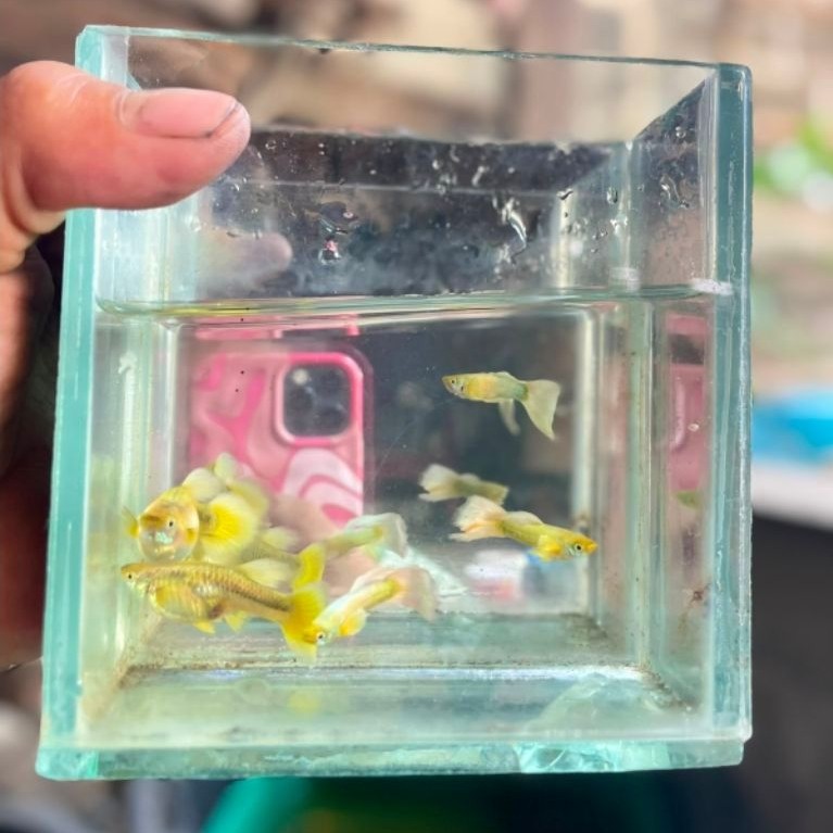 aksesoris Guppy SUPER GOLD (1 PASANG)