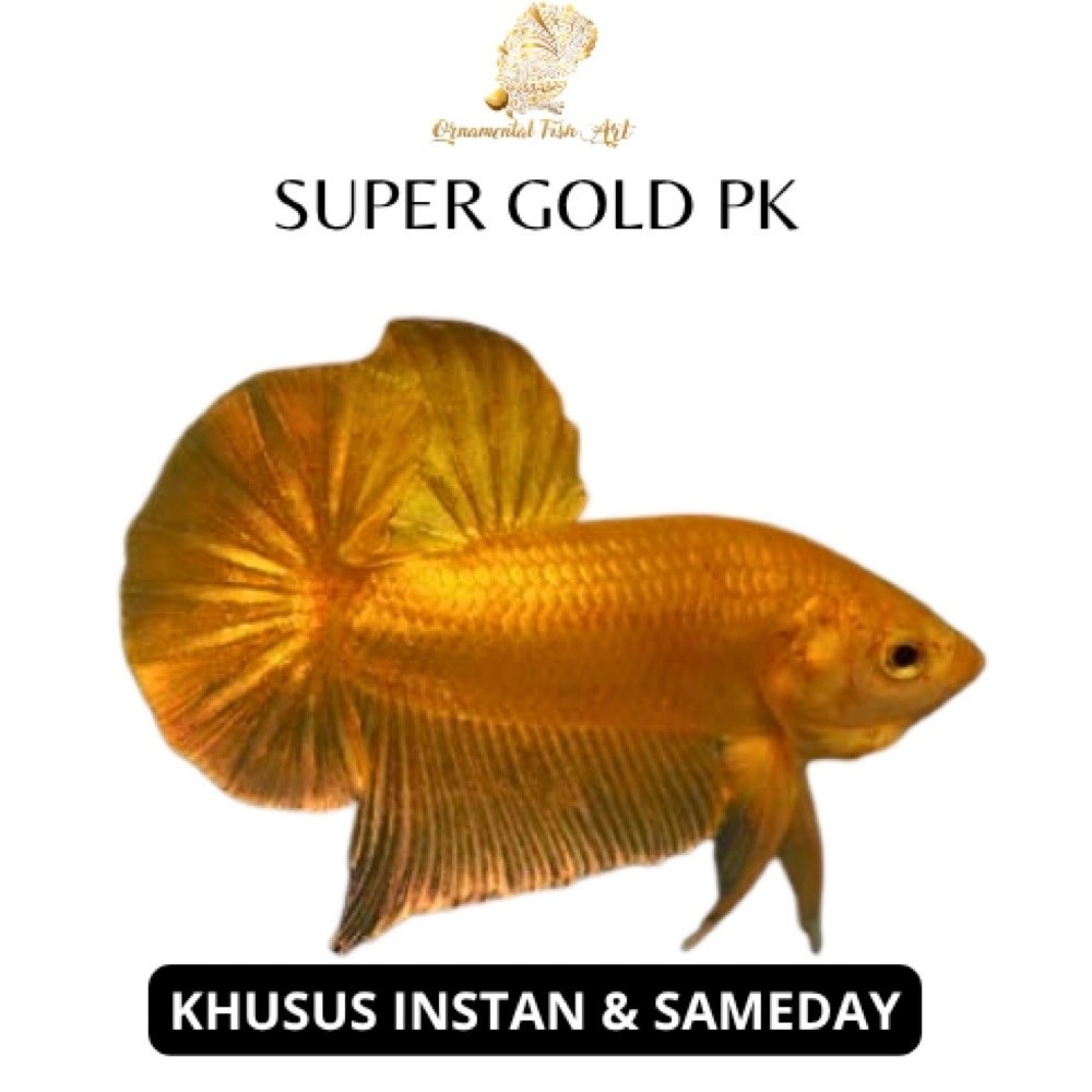 Ikan Cupang Super Gold Pk Jantan Size S-M Random