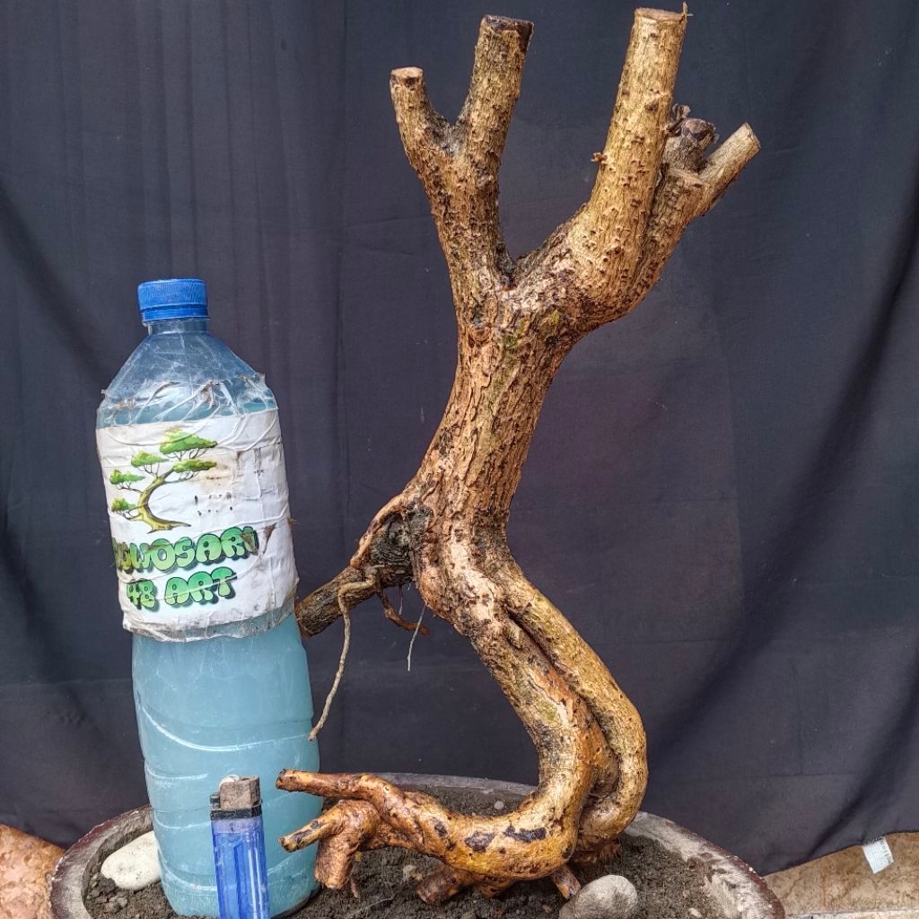 Bahan Bonsai Hokianti Import Bunga Formal Meliuk Unik Medium Size Real Pict