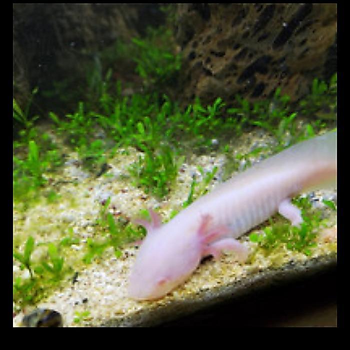 axolotl leucistic mata merah cantik - 9-13 cm