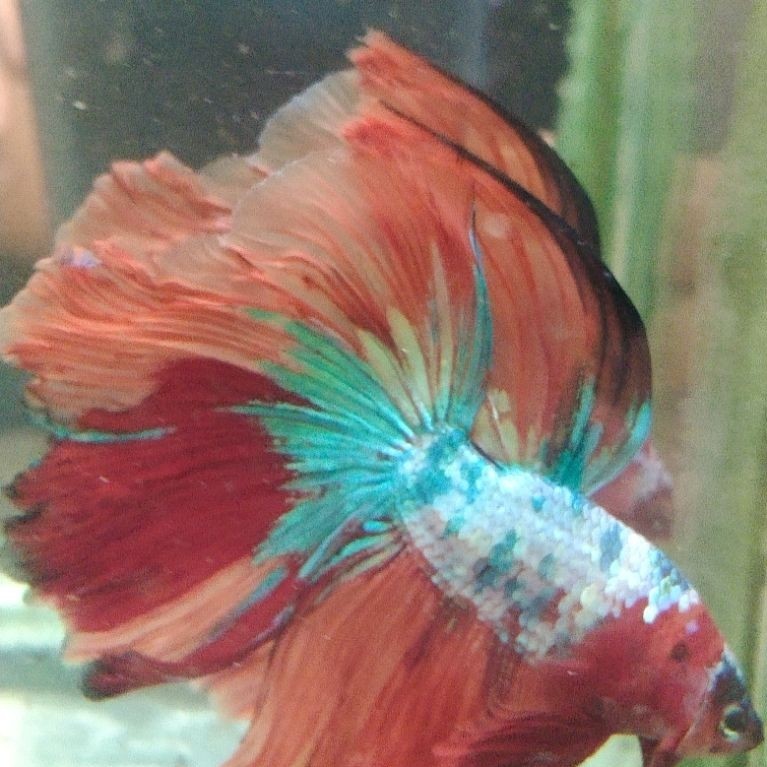 Ikan cupang hias aquarium HM multi Size L