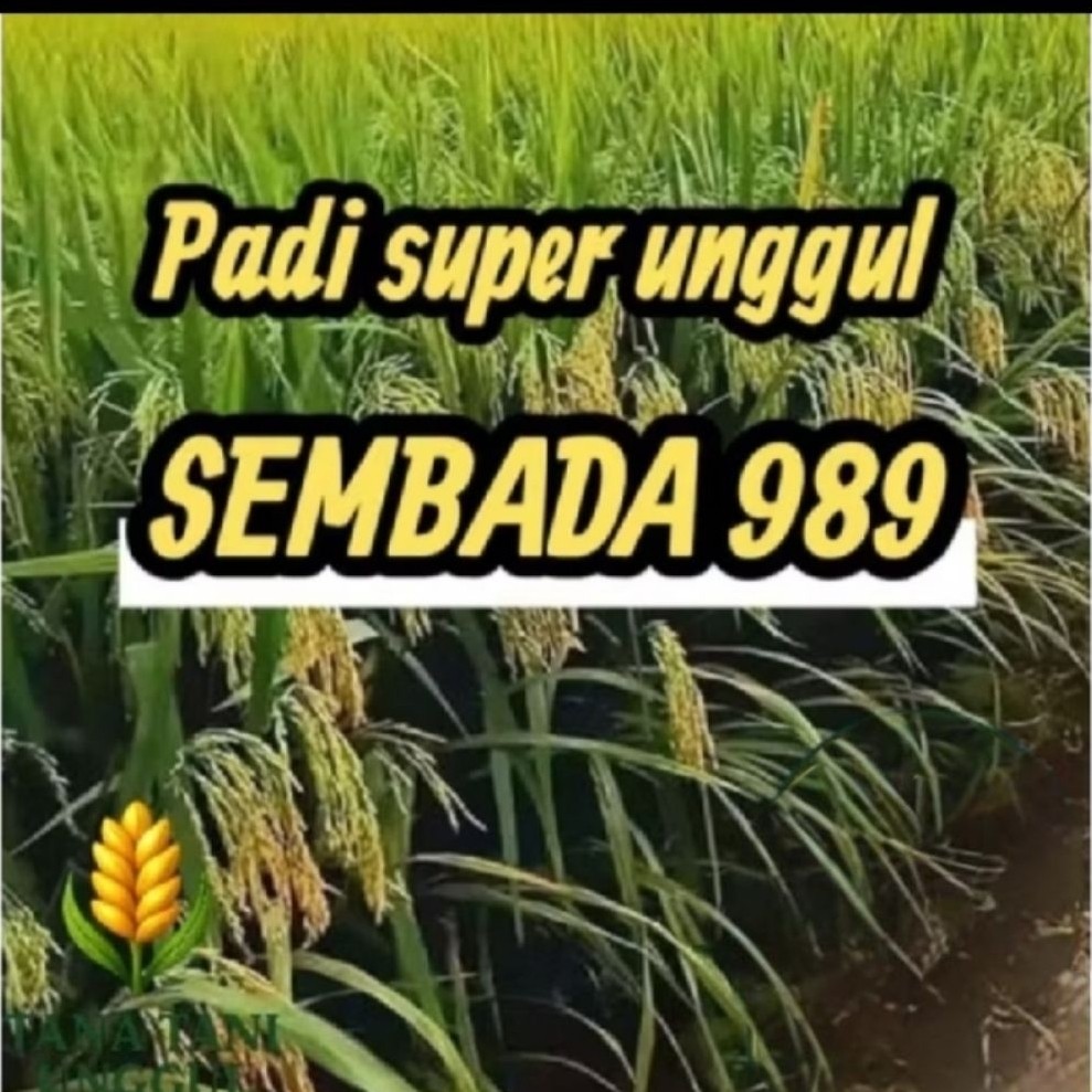 BENIH PADI SEMBADA 989 1KG