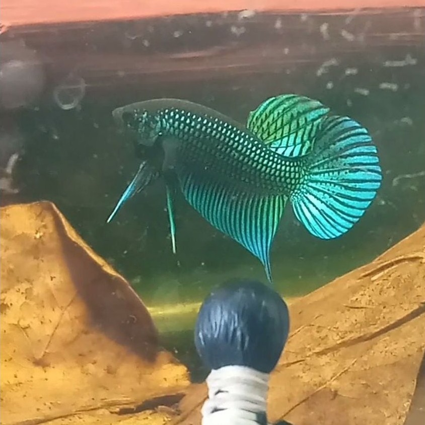 WildBetta Mahachai Green Line Vietnam