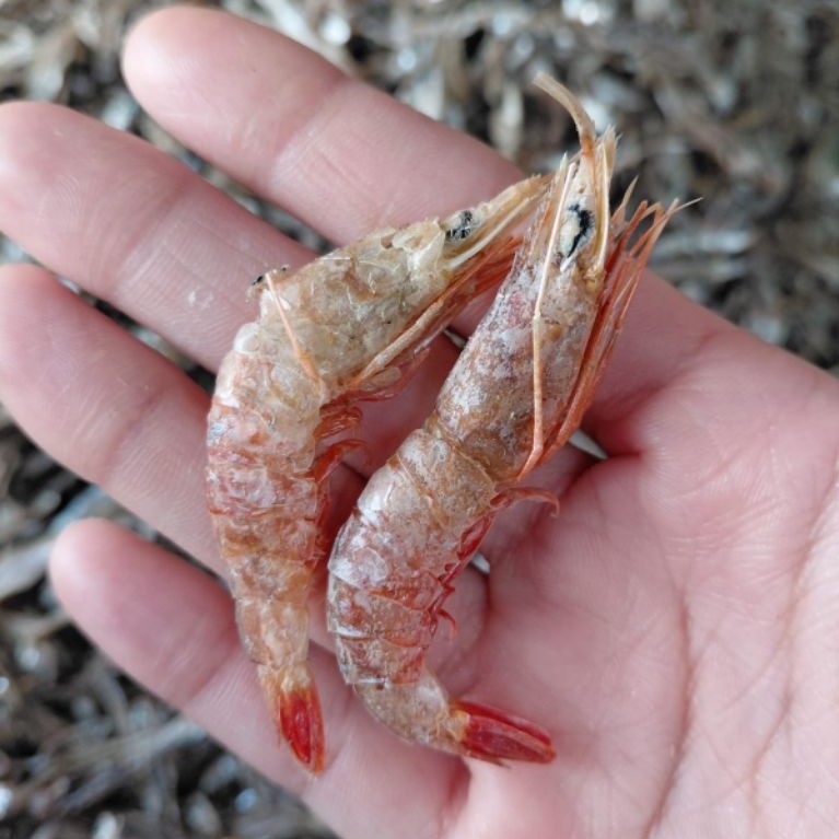 Udang Laut Kering Tawar bisa di konsumsi/pakan ikan channa (size mix)