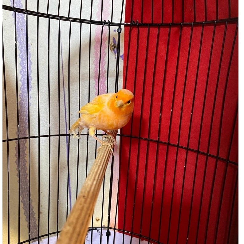 Kenari Gacoran loper sunkist