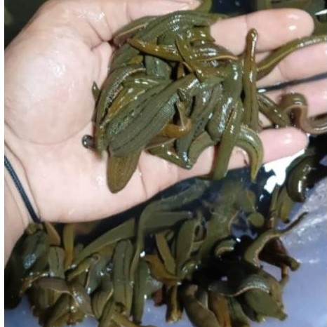 lintah terapi hidup ukuran besar