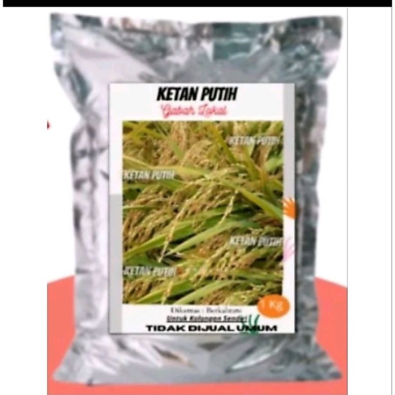 benih ketan putih