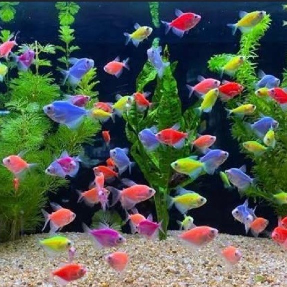 Ikan Glowfish Tetra Warna-Warni dengan Warna Menyala, Ideal untuk Akuarium Komunitas