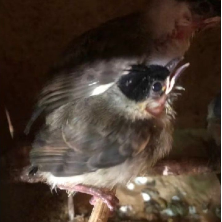 Burung kutilang anak lolohan pilihan