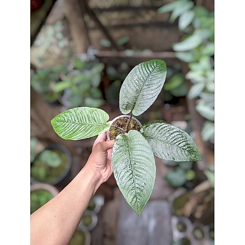 Tanaman Hidup : SCHISMATOGLOTTIS SP / Berbulu