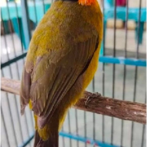 Burung kutilang emas rawatan mulus