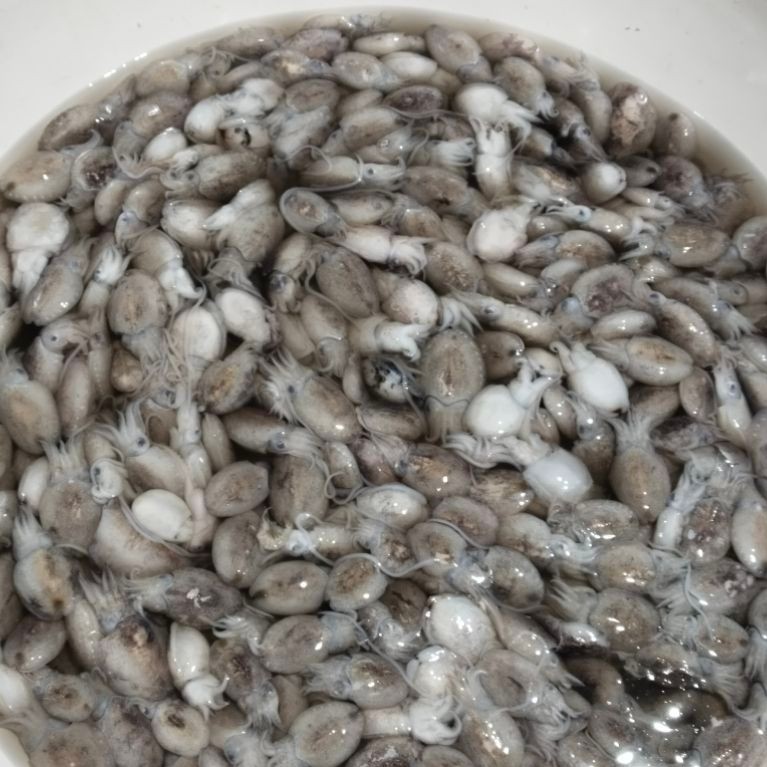 Cumi Sotong Segar 1kg | Cumi Balakutak Fresh | Seafood Segar Harian