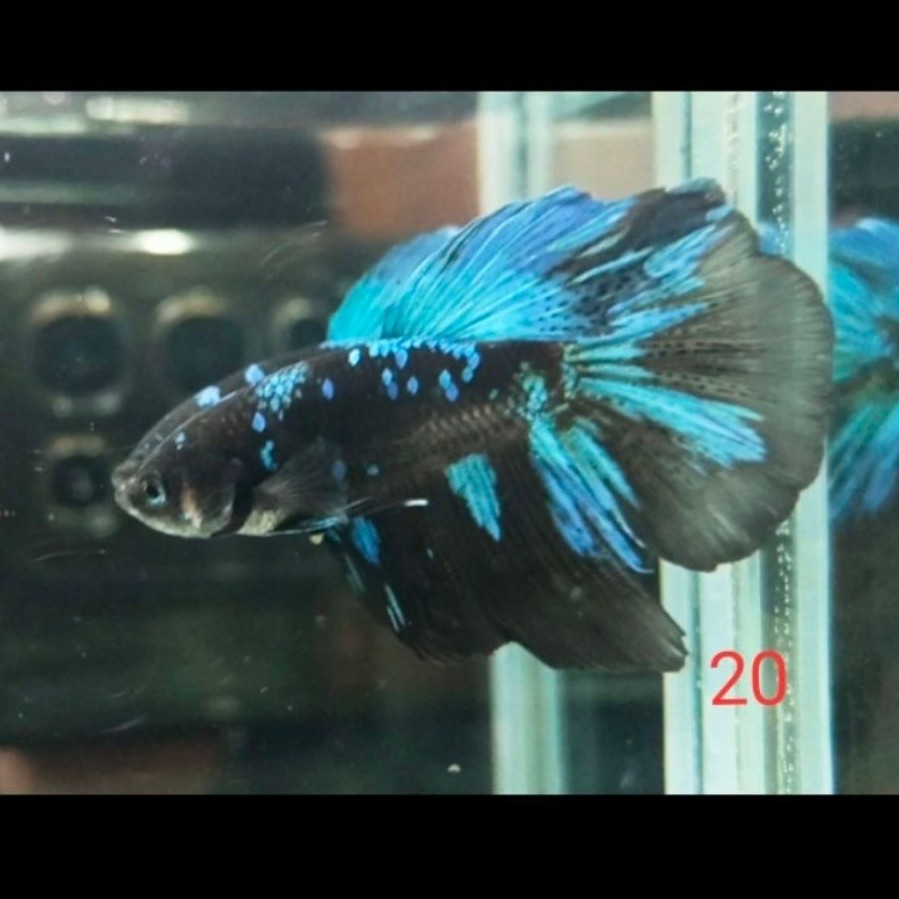 HALFMOON AVATAR GORDON