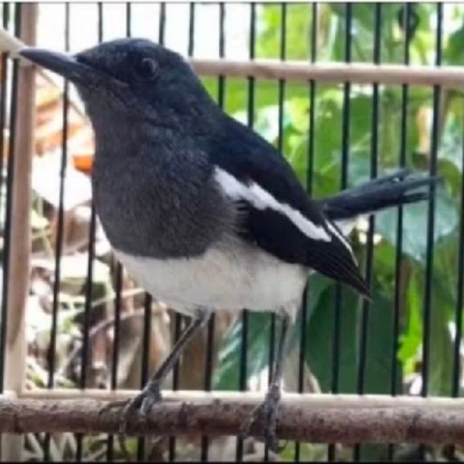 Burung kacer betina dewasa