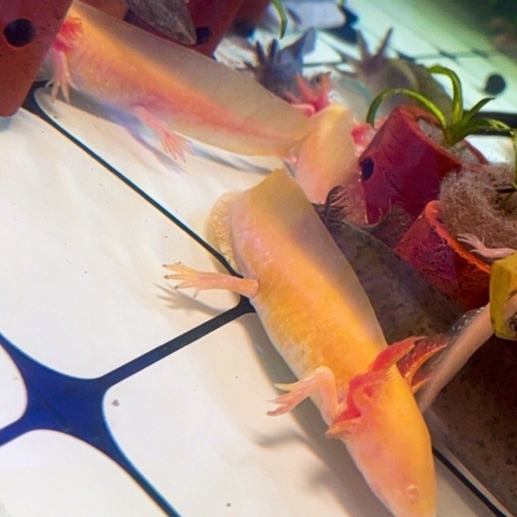 New Toy Axolotl Juve Leucistic , Marble , Melanoid 9-10cm