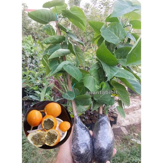 Bibit markisa manis / konyal asli pasi buah negeri konyal