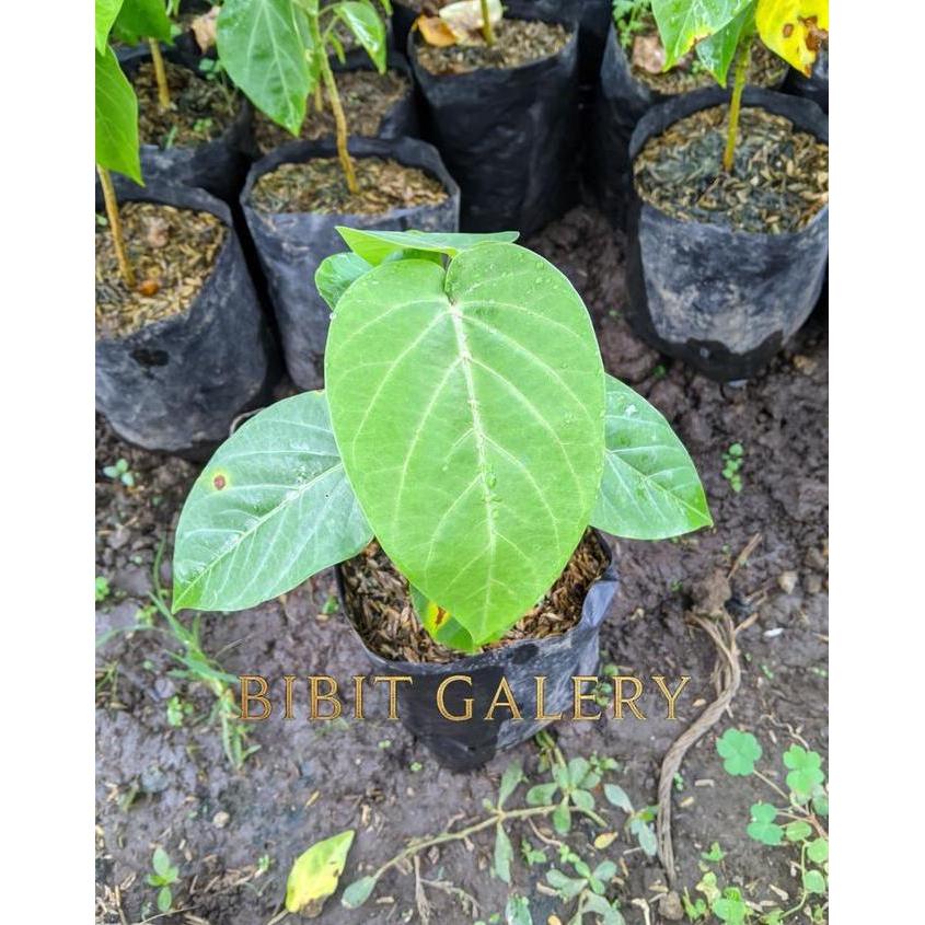 Bibit Tanaman Buah Markisa Konyal - Bibit buah markisa konyal manis - Bibit Galery pasi buah negeri 