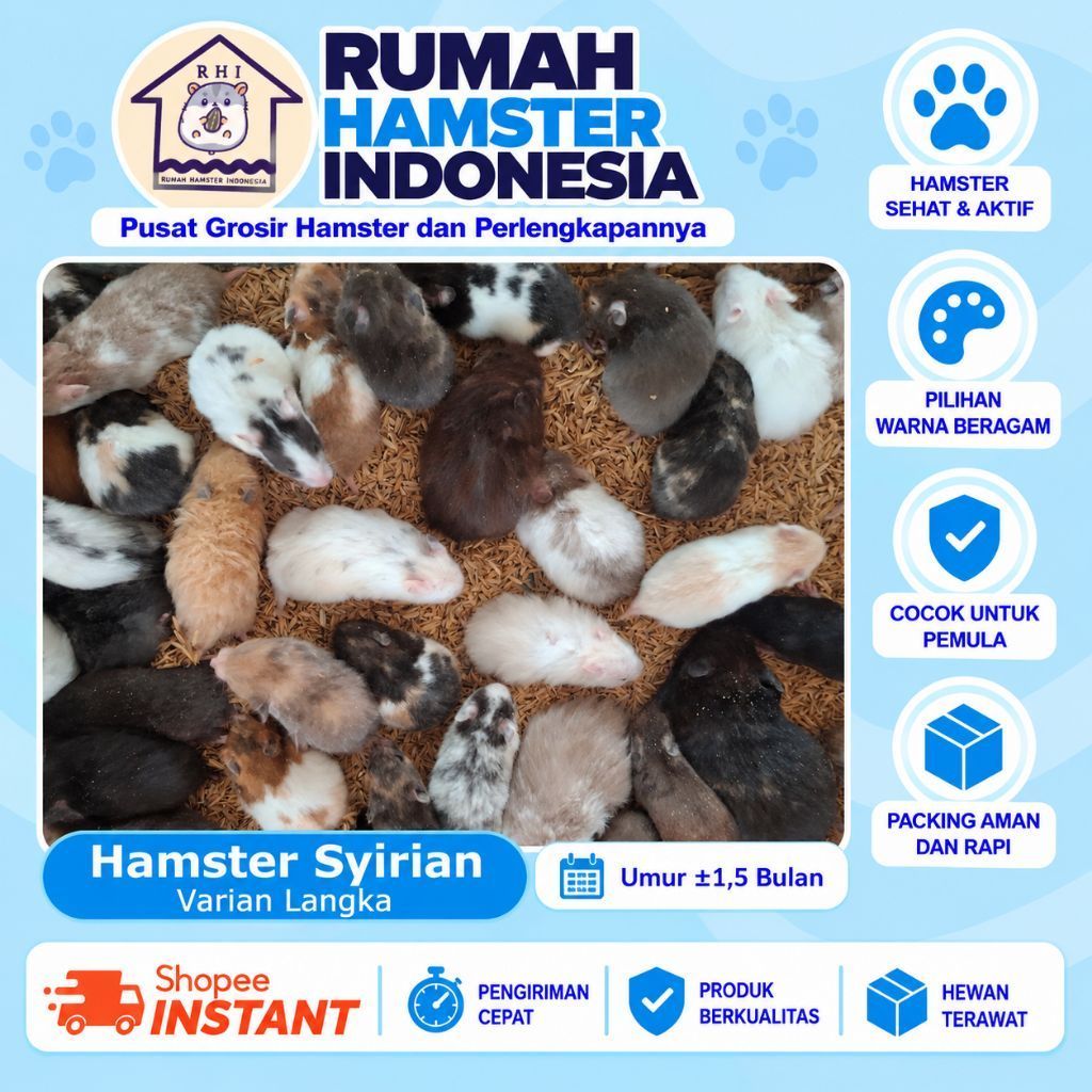 Hamster Syrian Varian Langka (Fujiyama, Bigbone, Trico, Sable Request via Chat) - Hamster Besar Seha