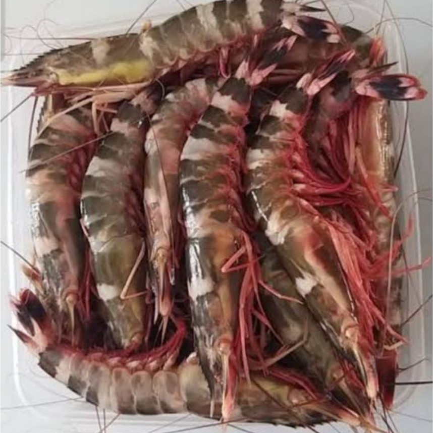 Udang windu 500gram/ udang ketak 500gram segar fresh pasar sayur dan ikan flamboyan pontianak