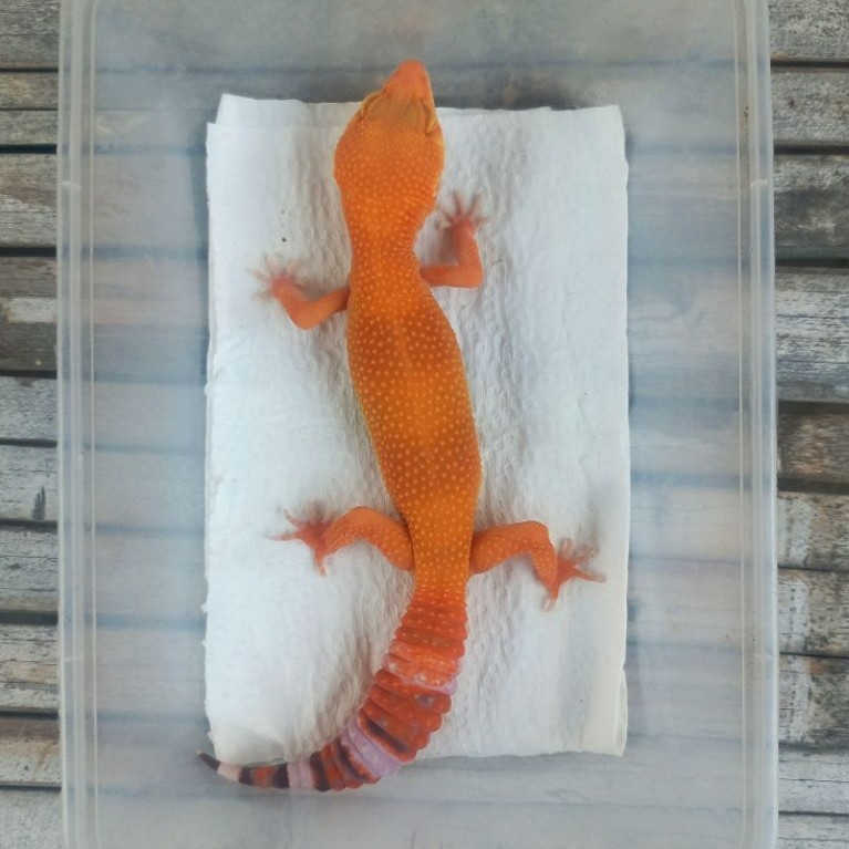 MAINAN GECKO SHTCTB ADULT SESUAI FOTO