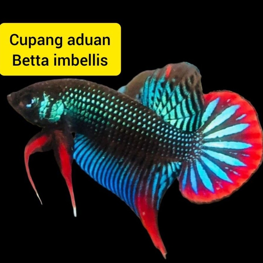 4 pasang cupang betta imbellis 4 jantan 4 betina