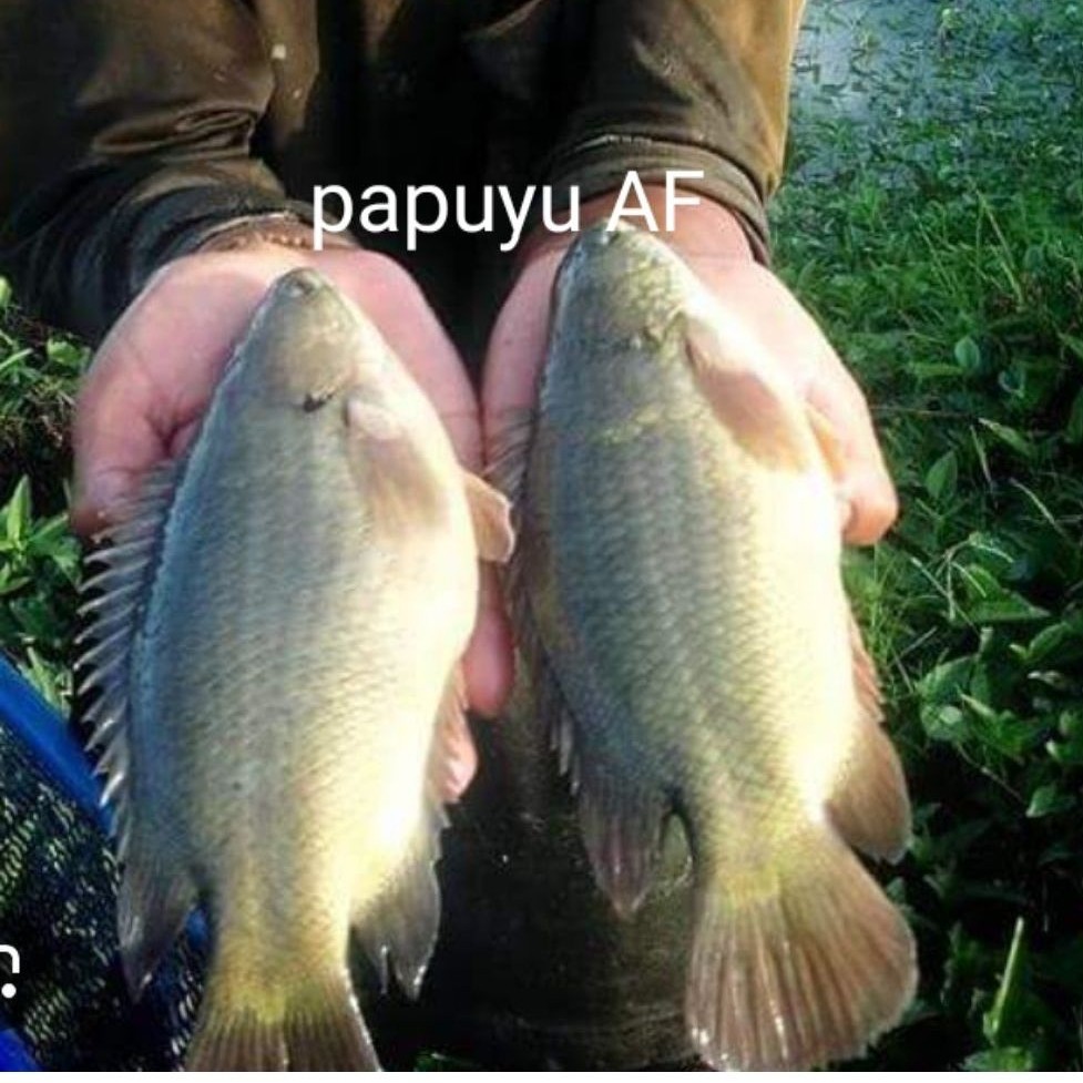 bibit ikan papuyu AF lebih besar